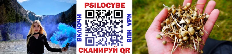 Псилоцибиновые грибы Psilocybe Боготол